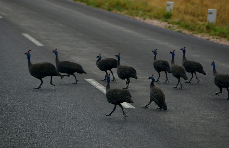 580 Namibia Okt 2006 Perlhuehner.JPG